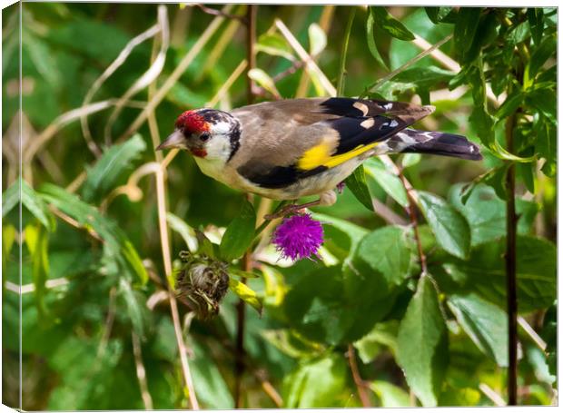 Goldfinch Feeding on Seeds. Canvas Print by Colin Allen