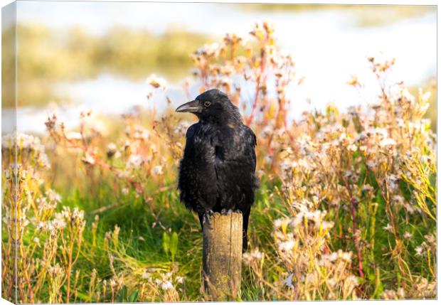 The Crow on the Estuary at Laugharne. Canvas Print by Colin Allen