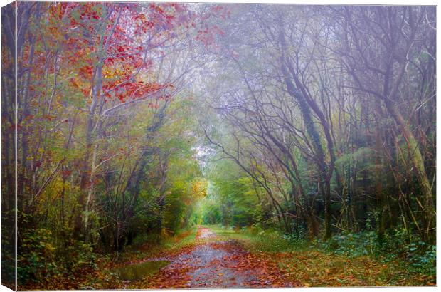 Autumn Mist in Slebech Wood in Pembrokeshire. Canvas Print by Colin Allen