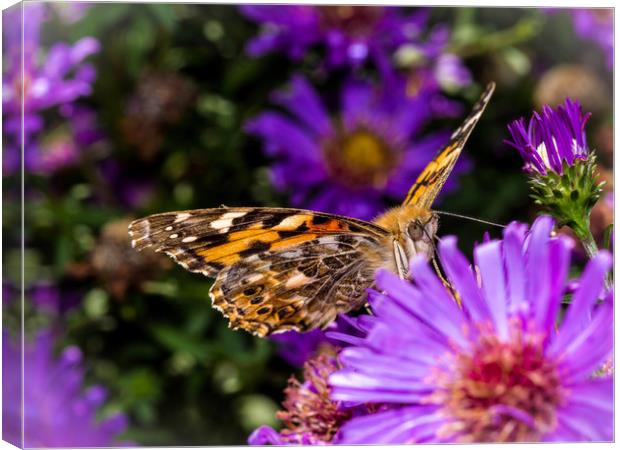 The Eye of the Painted Lady (Vanessa Cardui) Canvas Print by Colin Allen