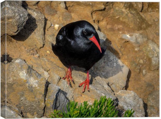 Chough at Stack Rocks, Pembrokeshire. Canvas Print by Colin Allen