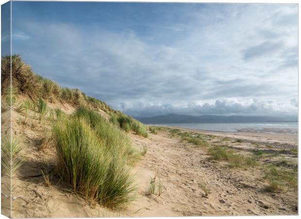 The Dunes at Aberdovey.  Canvas Print by Colin Allen