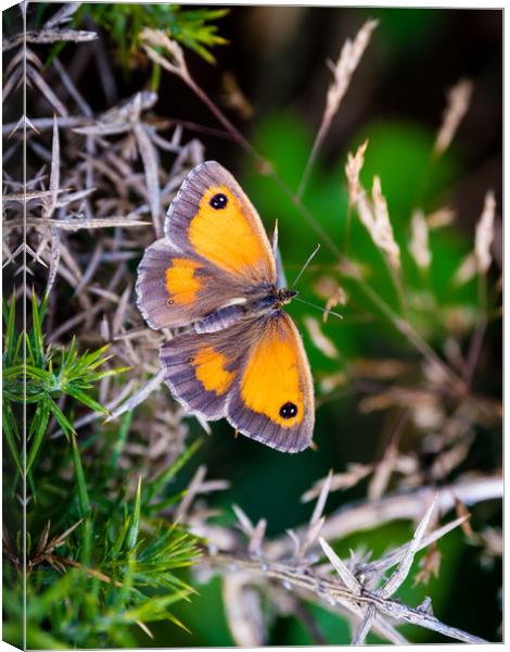 Gatekeeper Butterfly at Newgale. Canvas Print by Colin Allen