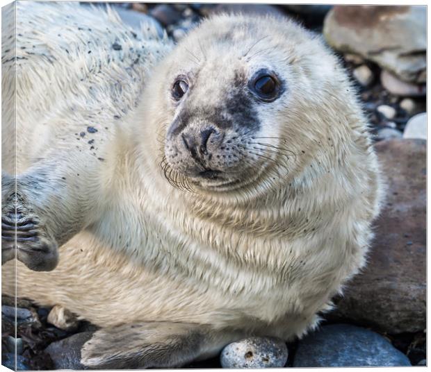 Innocent Wonder in Pembrokeshire Canvas Print by Colin Allen