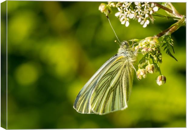 Green-Veined White Butterfly, Carmarthenshire. Canvas Print by Colin Allen