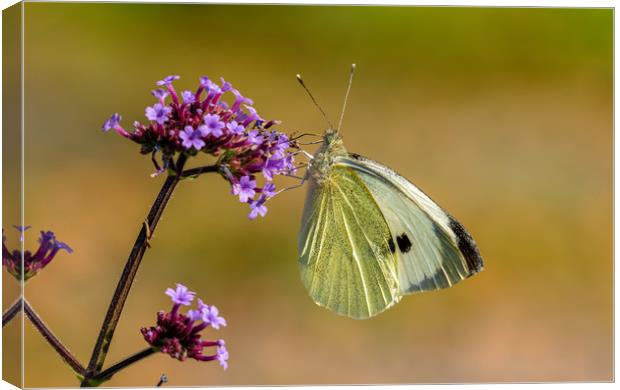 Large White Butterfly. Canvas Print by Colin Allen