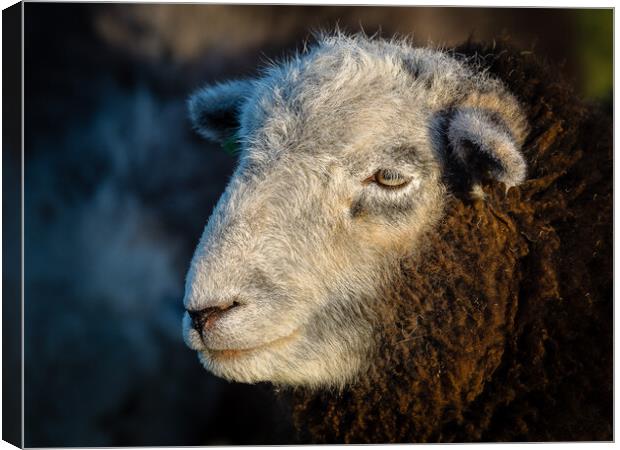 Herdwick Sheep - Portrait. Canvas Print by Colin Allen