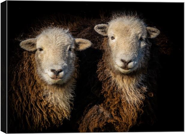 Herdwick Sheep. Canvas Print by Colin Allen
