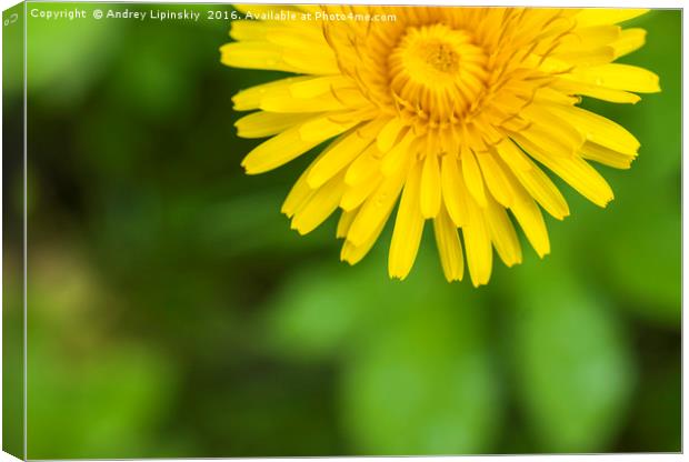 large yellow blooming dandelion closeup Canvas Print by Andrey Lipinskiy