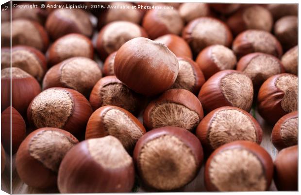 Unshelled hazelnuts. Canvas Print by Andrey Lipinskiy