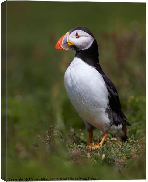 Portrait of a Puffin Canvas Print by Richard Pike