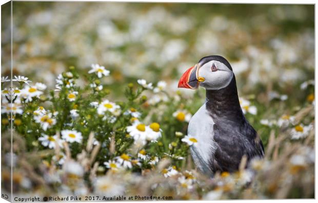 Puffin surrounded by Daisies Canvas Print by Richard Pike