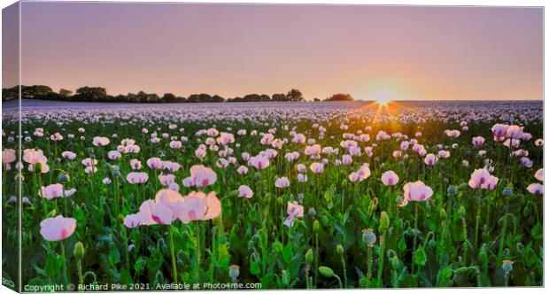 Sunset Over White Poppies Canvas Print by Richard Pike
