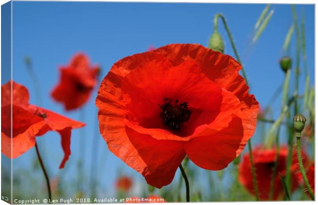 Poppy in a Field Canvas Print by Len Pugh