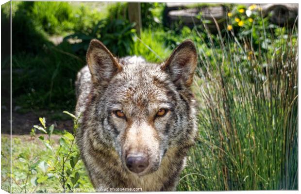 A wolf outside in the grass Canvas Print by Ryan Smith