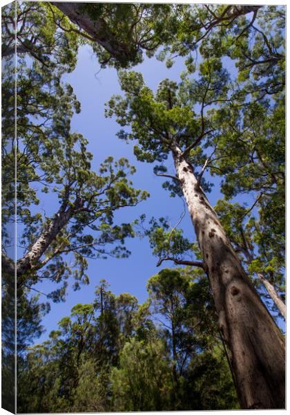 Tall Trees at Valley of the Giants, Australia  Canvas Print by Jenny Dignam