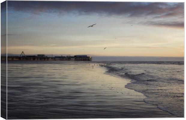 Seagulls feeding as sunset Canvas Print by Phil Clayton