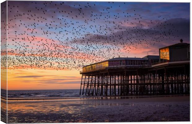 Starling Murmation at North Pier, Blackpool Canvas Print by Phil Clayton