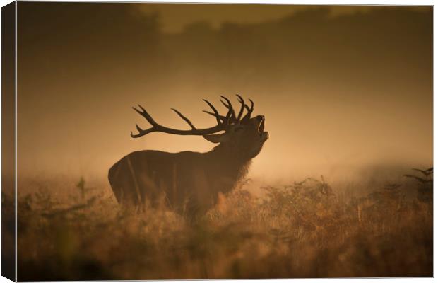 The red deer rut Canvas Print by Simon Booth