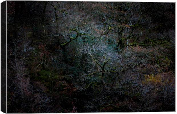 Ancient woodland, Great How Wood, Thirlmere  Canvas Print by Simon Booth