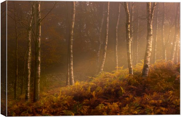Autumn mist Canvas Print by Simon Booth