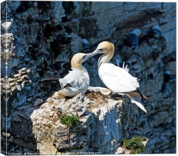 Gannet on Perch Rock Pillar Canvas Print by George Hopkins