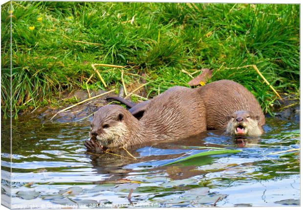 Freshwater Otters in Playful Mood Canvas Print by George Hopkins