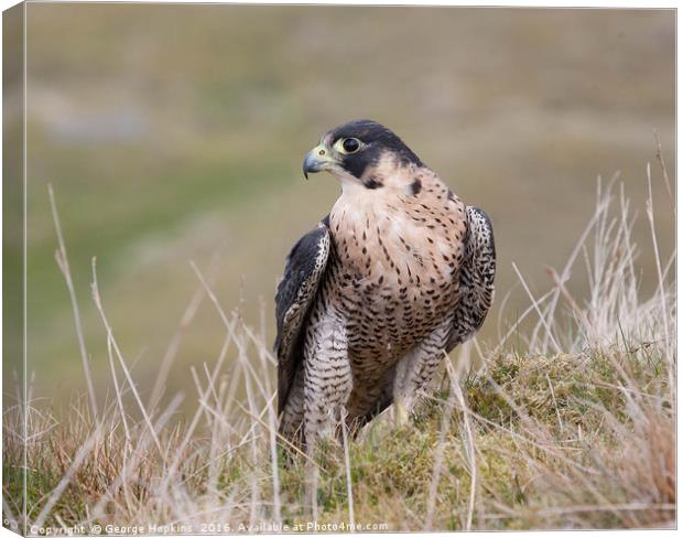 Peregrine on Grassy Moorland Canvas Print by George Hopkins