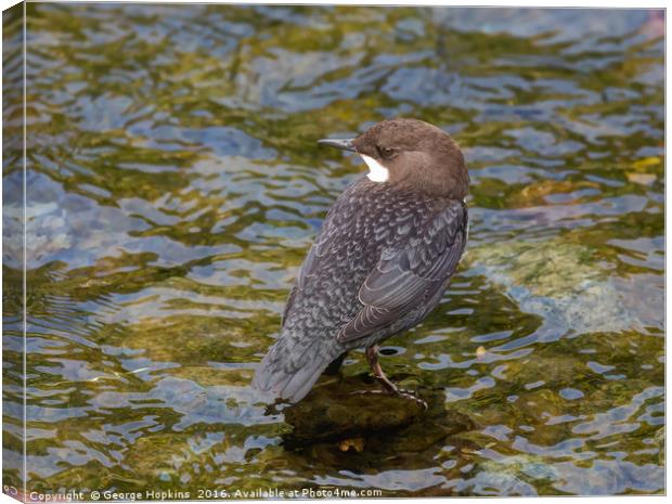 Young Dipper in River Shallows Canvas Print by George Hopkins