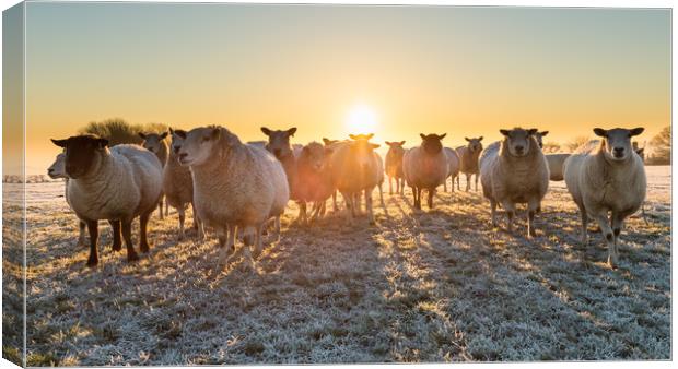 sheep in winter sun Canvas Print by mike morley