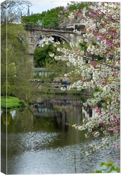 Knaresborough Viaduct with blossom Canvas Print by mike morley
