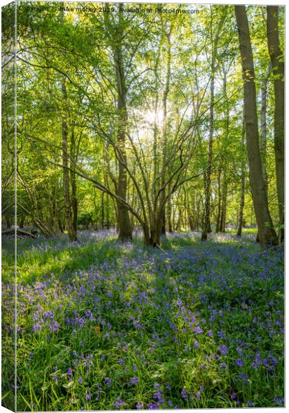 Spring sun bluebells in woods near Knaresborough Canvas Print by mike morley