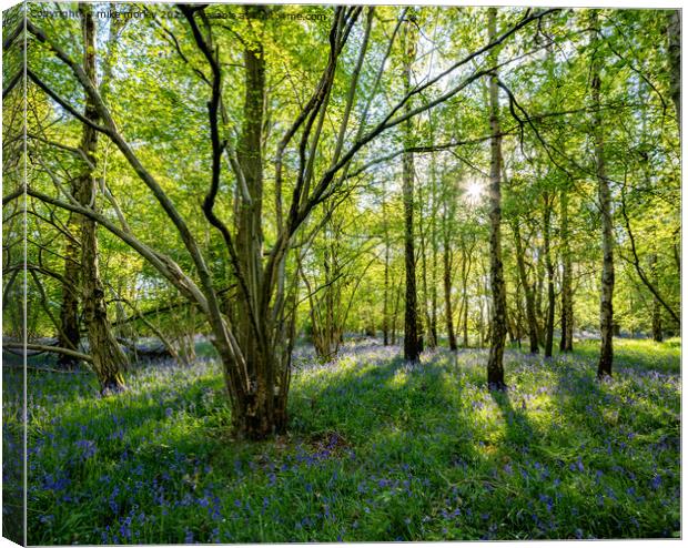Spring sun bluebells in woods near Knaresborough Canvas Print by mike morley