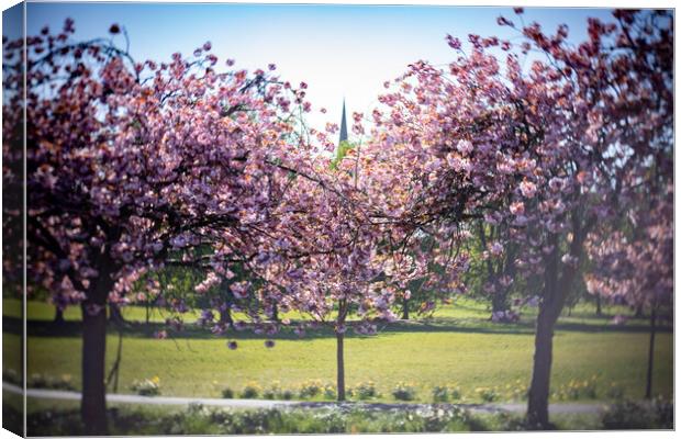 Cherry Blossom on Harrogate Stray Canvas Print by mike morley