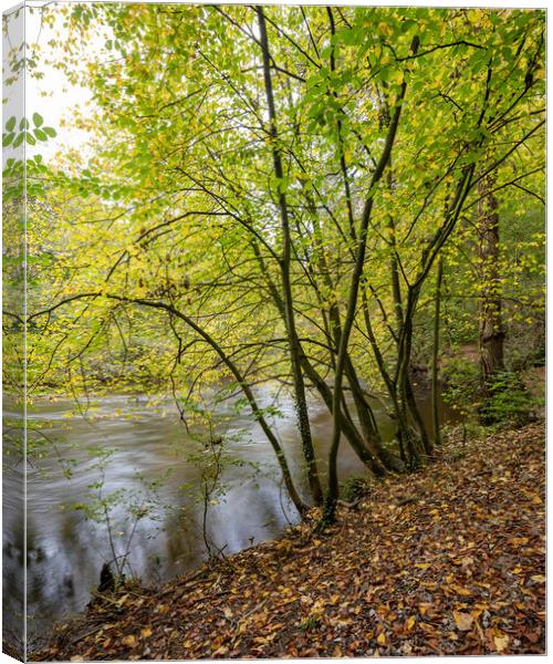 Plant tree Canvas Print by mike morley