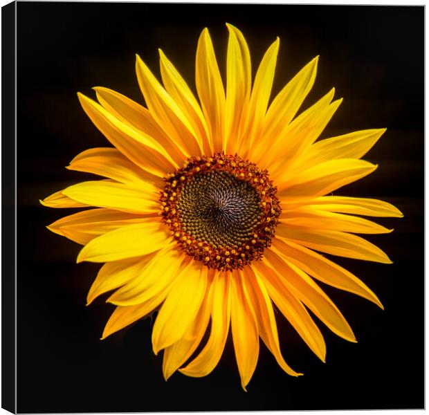 Sunflower with black background Canvas Print by Bryn Morgan