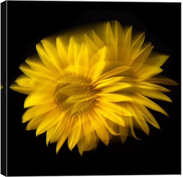 Sunflower abstract Canvas Print by Bryn Morgan