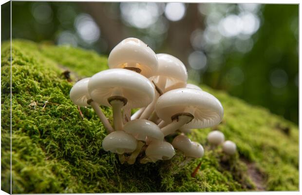 Porcelain Fungus on tree stump Canvas Print by Bryn Morgan