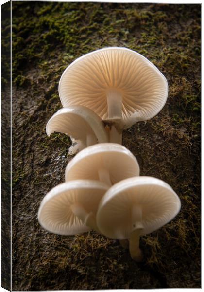 Porcelain Fungus on wood, Mucidula mucida Canvas Print by Bryn Morgan