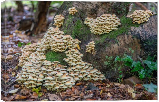Sulphur tufts on dying tree Canvas Print by Bryn Morgan