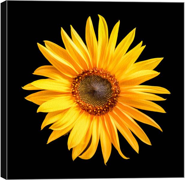Single sunflower Canvas Print by Bryn Morgan