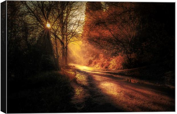 Penllergare woods amongst rays of light Canvas Print by Bryn Morgan