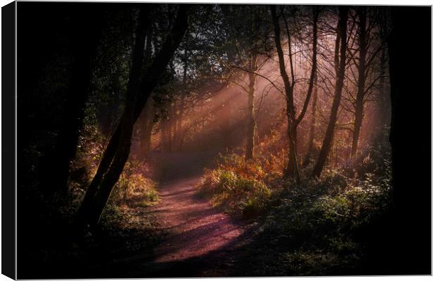Rays of light at Penllergare woods. Canvas Print by Bryn Morgan