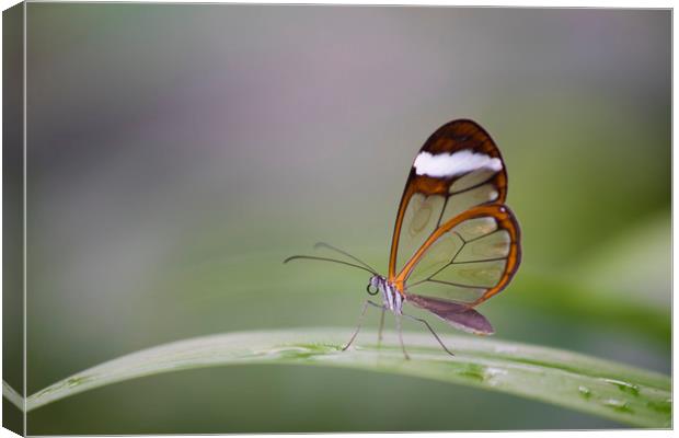 Glasswing butterfly - Greta oto. Canvas Print by Bryn Morgan