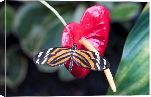 Orange black and white butterfly on a flower. Canvas Print by Bryn Morgan