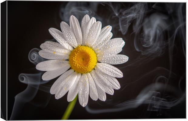 Oxeye daisy surrounded by a swirling  mist Canvas Print by Bryn Morgan