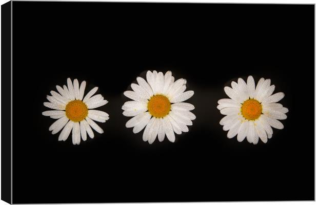 Three oxeye daisies Canvas Print by Bryn Morgan