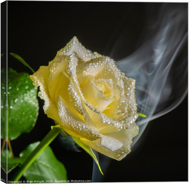 White rose with rising mist Canvas Print by Bryn Morgan