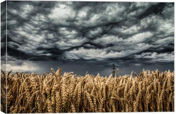 Wheat Field Thunder Storm Canvas Print by Steve Lansdell