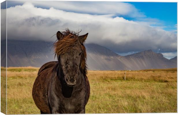 Iceland's Pony Canvas Print by Steve Lansdell
